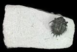 Bargain, Acanthopyge (Lobopyge) Trilobite - Morocco #137579-1